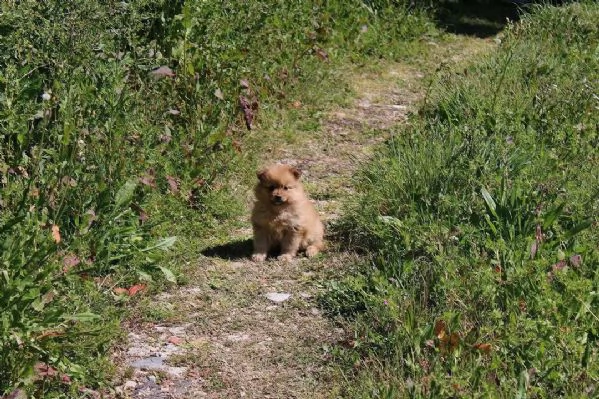 Cuccioli di Volpino Italiano in adozione | Foto 4