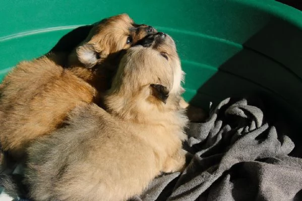 Cuccioli di Volpino Italiano in adozione | Foto 3