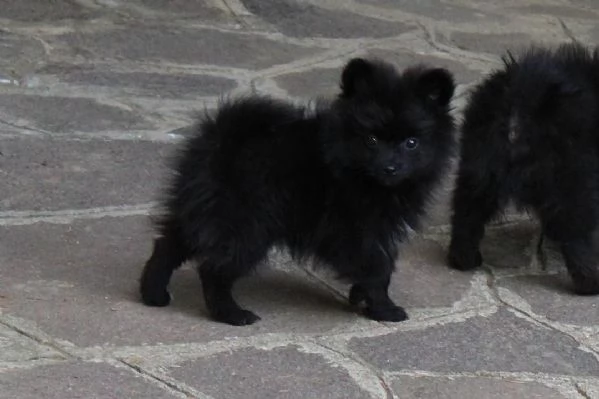 Cuccioli di Volpino Italiano in adozione | Foto 2