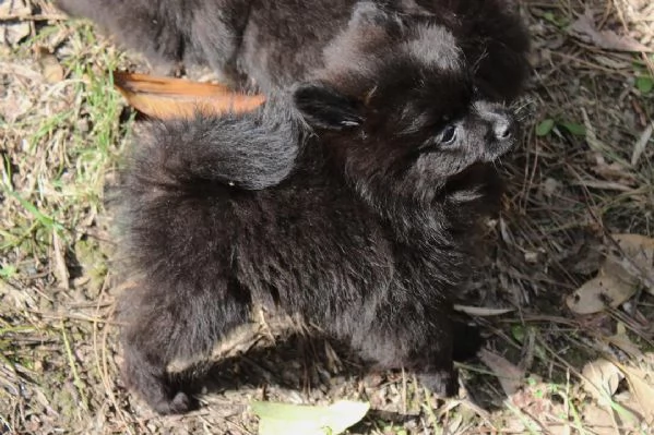Cuccioli di Volpino Italiano in adozione | Foto 1