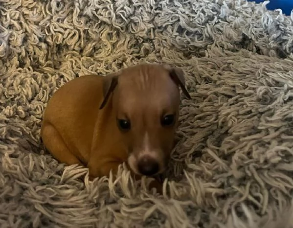 Levriero italiano disponibile per l'adozione | Foto 3