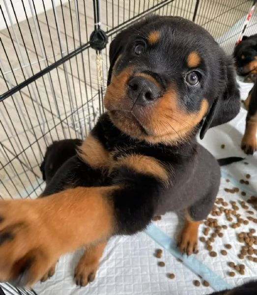Cucciolo di Rottweiler in cerca di adozione