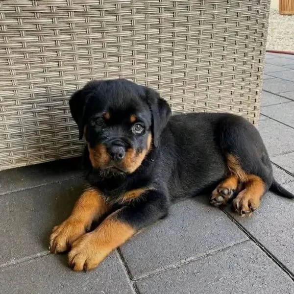 Cucciolo di Rottweiler in cerca di adozione!
