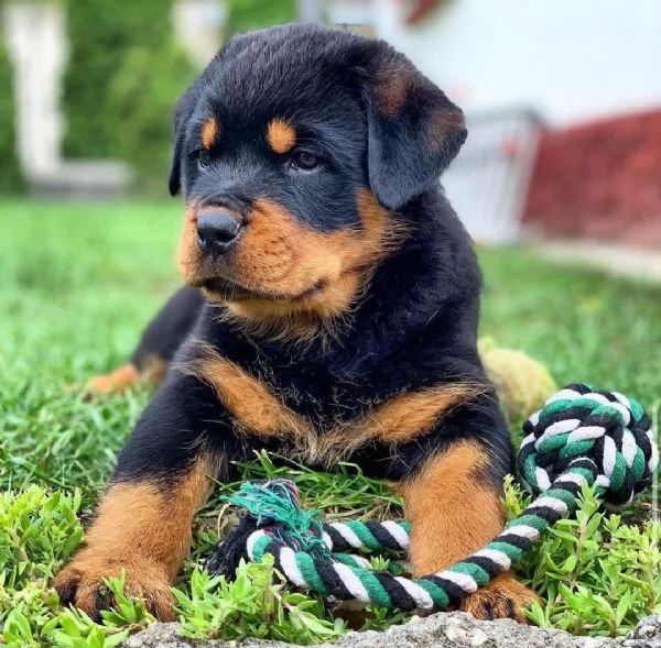 Cucciolo di Rottweiler in cerca di adozione,