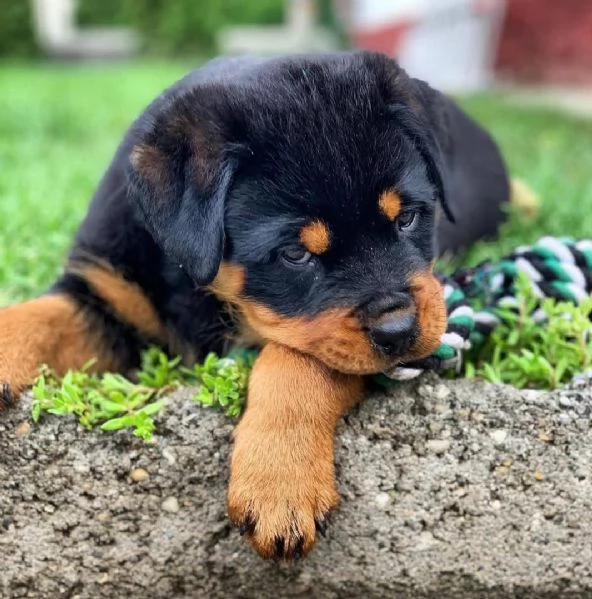 Cucciolo di Rottweiler in cerca di adozione..
