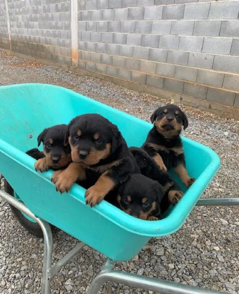 cucciolo di rottweiler disponibile per adozione | Foto 1