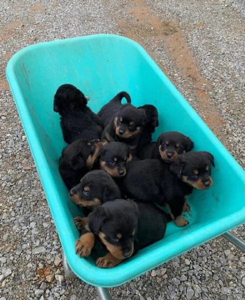 cucciolo di rottweiler disponibile per adozione | Foto 0