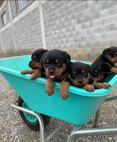 cucciolo di rottweiler disponibile per adozione