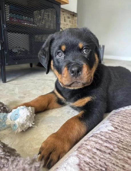 cucciolo di rottweiler disponibile per adozione.