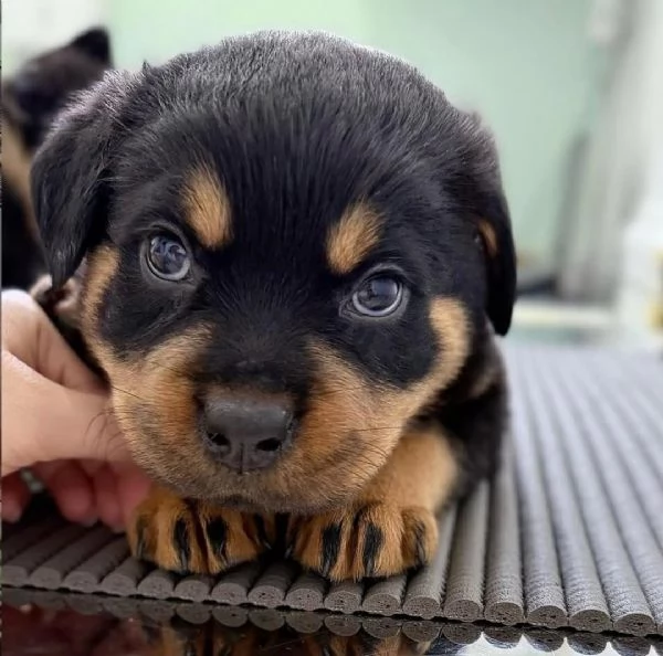 cucciolo di rottweiler disponibile per adozione..