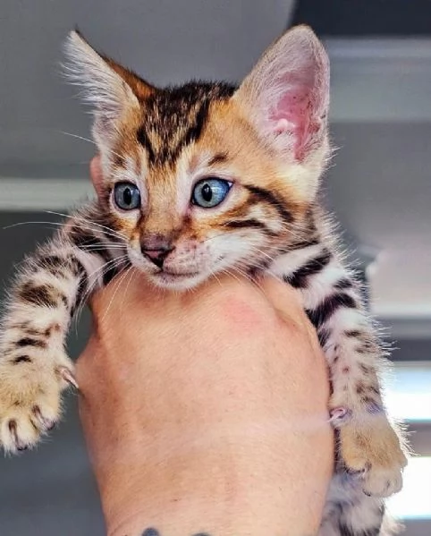  Gatto del Bengala disponibile per l'adozione