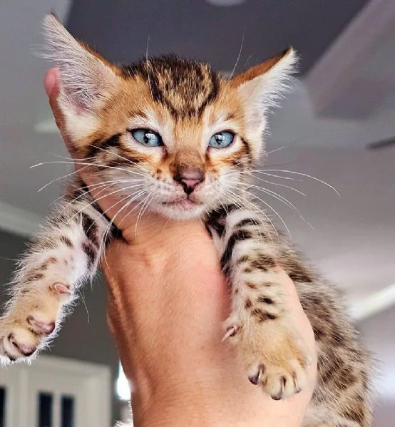  Gatto del Bengala disponibile per l'adozione | Foto 0