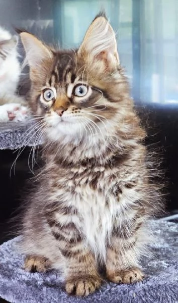 Gattini Maine Coon disponibili per l'adozione | Foto 3