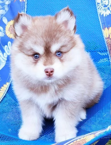 Cucciolo di Pomsky disponibile per l'adozione | Foto 0