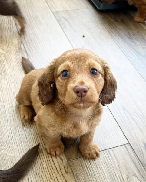 CUCCIOLI DI BASSOTTO ALLEVATI CON AMORE in adozione | Foto 6
