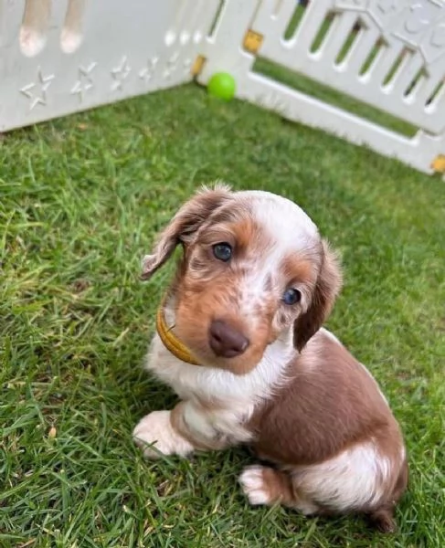 CUCCIOLI DI BASSOTTO ALLEVATI CON AMORE in adozione | Foto 5