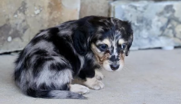 CUCCIOLI DI BASSOTTO ALLEVATI CON AMORE in adozione | Foto 4