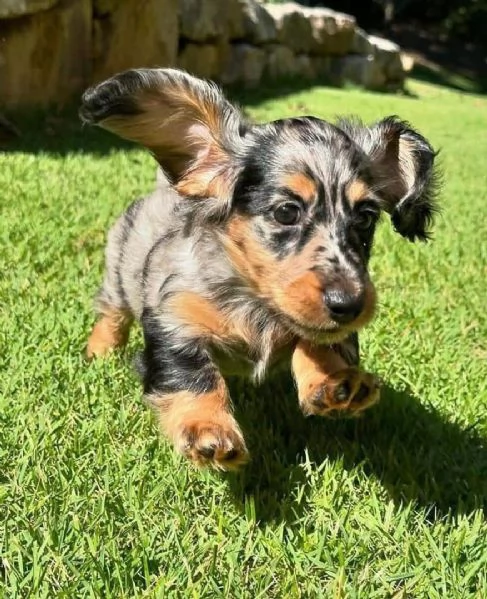 CUCCIOLI DI BASSOTTO ALLEVATI CON AMORE in adozione | Foto 2
