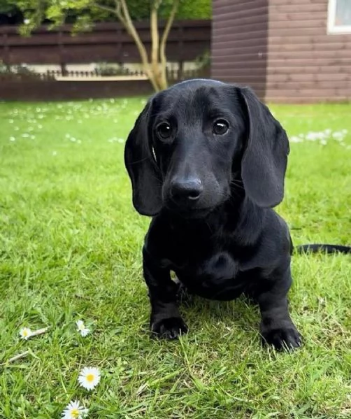 CUCCIOLI DI BASSOTTO ALLEVATI CON AMORE in adozione | Foto 1