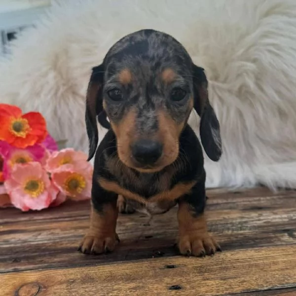 CUCCIOLI DI BASSOTTO ALLEVATI CON AMORE in adozione | Foto 0