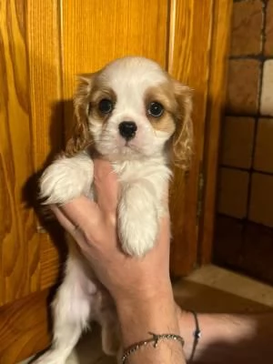Cavalier king cucciolo blenheim
