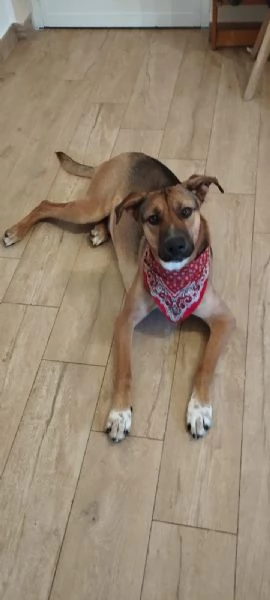 Arthur meticcio dolcissimo | Foto 0