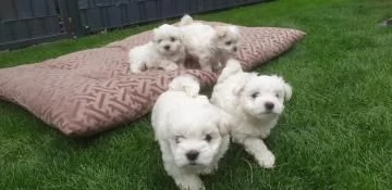 Disponiamo cucciolo di maltesino toy intelligentissimo | Foto 1