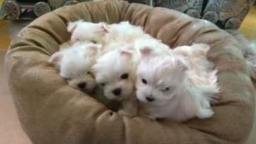 Disponiamo cucciolo di maltesino toy intelligentissimo | Foto 0