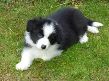  cuccioli di Border Collie stanno ancora cercando la sua nuova amorevole famiglia | Foto 2
