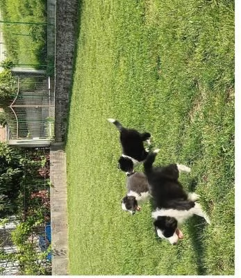  cuccioli di Border Collie stanno ancora cercando la sua nuova amorevole famiglia | Foto 0