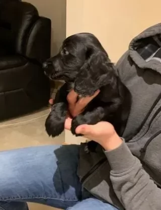 Cuccioli di Cocker Spaniel fantastici e bellissimi. | Foto 3