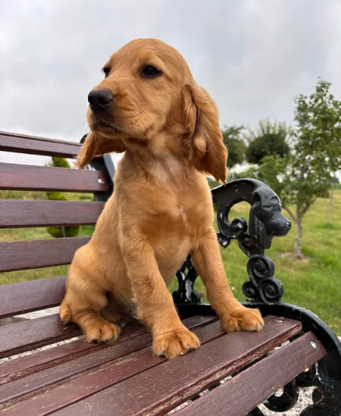 Cuccioli di Cocker Spaniel fantastici e bellissimi. | Foto 1