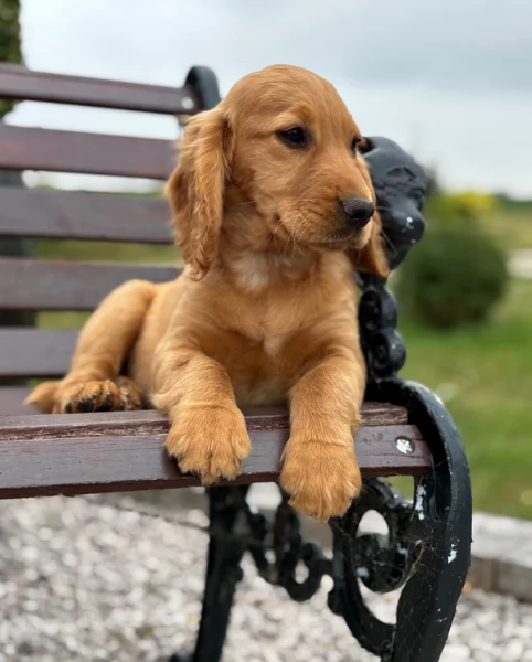 Cuccioli di Cocker Spaniel fantastici e bellissimi.