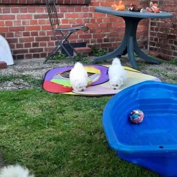 Disponibili  3 splendidi maschi e 1 splendida femmine maltese | Foto 2