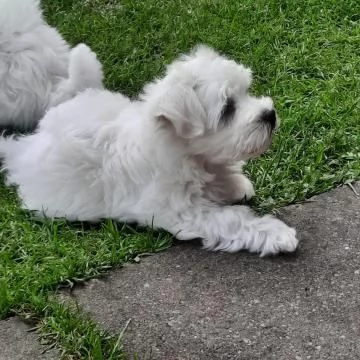 Disponibili  3 splendidi maschi e 1 splendida femmine maltese | Foto 1