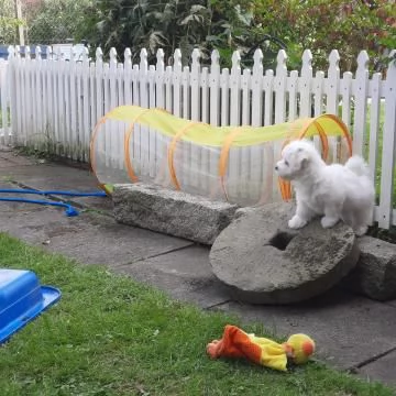 Disponibili  3 splendidi maschi e 1 splendida femmine maltese | Foto 0