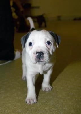 Disponibili cuccioli di American Staffordshire Terrier | Foto 1