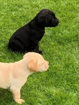 CUCCIOLI DI LABRADOR CREMA E CIOCCOLATO | Foto 1