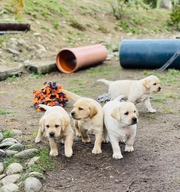 CUCCIOLI DI LABRADOR CREMA E CIOCCOLATO
