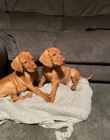 CUCCIOLI di BRACCO UNGHERESE (Vizsla) con pedigree sverminati vaccinati | Foto 0
