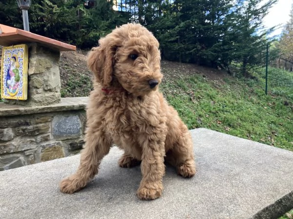 Cuccioli barboni fulvi grande mole | Foto 14