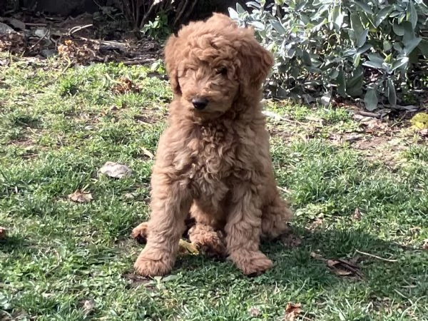 Cuccioli barboni fulvi grande mole | Foto 13