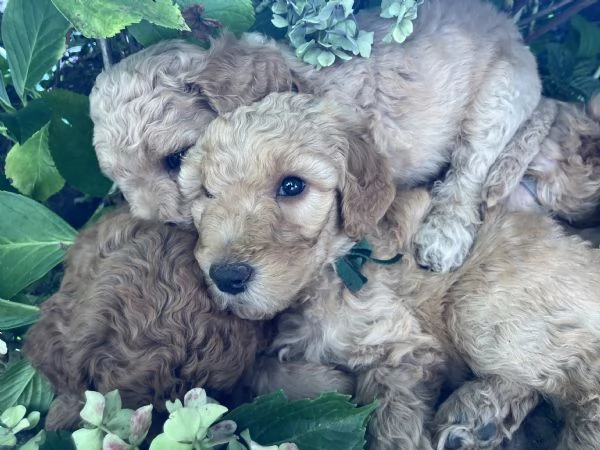 Cuccioli barboni fulvi grande mole | Foto 8