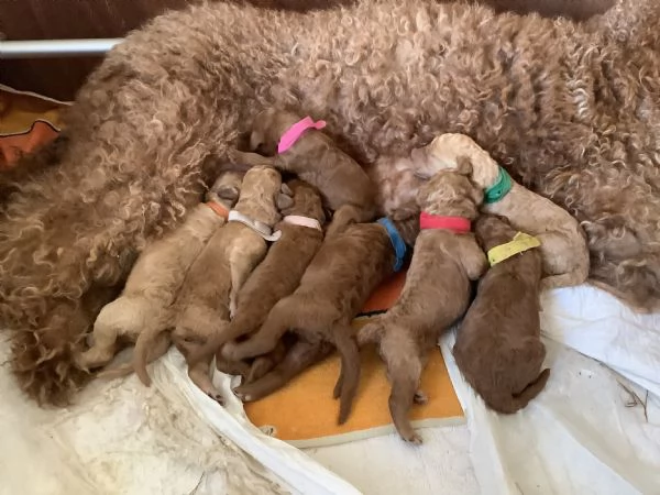 Cuccioli barboni fulvi grande mole | Foto 7