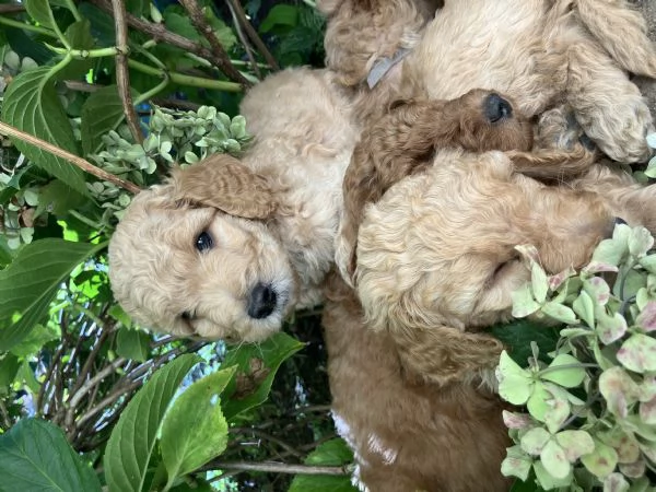 Cuccioli barboni fulvi grande mole | Foto 4