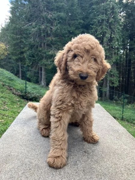 Cuccioli barboni fulvi grande mole