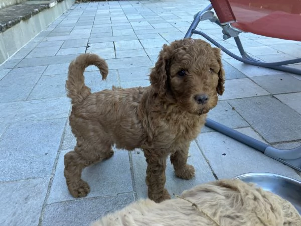 Cuccioli barboni fulvi grande mole | Foto 2