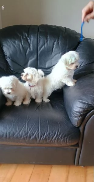 Cuccioli di razza maltese in vendita