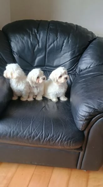 Cuccioli di razza maltese in vendita | Foto 1