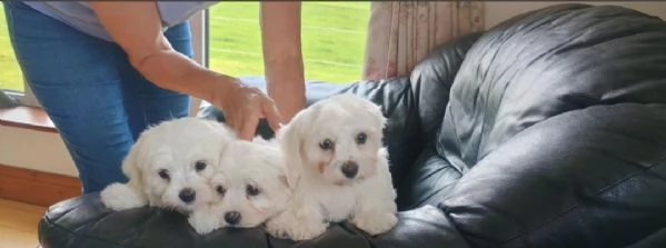 Cuccioli di razza maltese in vendita | Foto 0